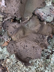 Umbilicaria muhlenbergii
