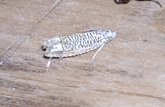 Eucosma argutipunctana