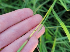 Bothriochloa