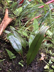 Polypodiaceae