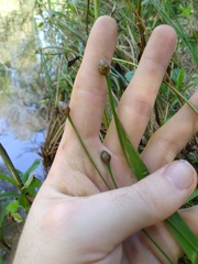 Xyris difformis