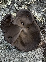 Umbilicaria muhlenbergii
