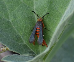Eichlinia grande