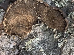 Umbilicaria muhlenbergii