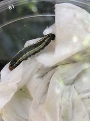 Spodoptera frugiperda