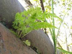 Woodsia obtusa