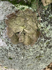 Umbilicaria muhlenbergii