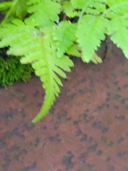 Woodsia obtusa