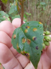 Baeodromus eupatorii