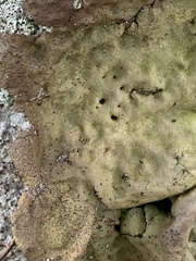 Umbilicaria muhlenbergii
