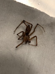 Kukulcania hibernalis