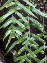 Polypodiaceae