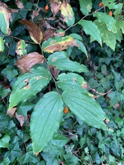 Prosartes smithii