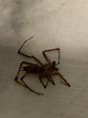 Kukulcania hibernalis