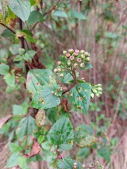 Baeodromus eupatorii