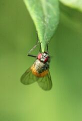 Thricops semicinereus