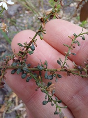 Olearia microphylla