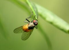 Thricops semicinereus