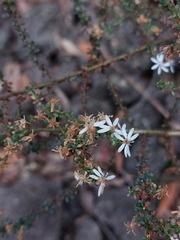 Olearia microphylla