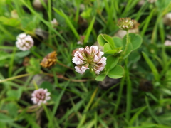 Trifolium amabile