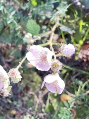 Rubus bifrons