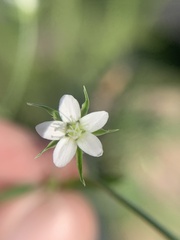 Arenaria