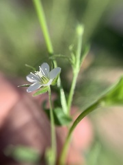 Arenaria