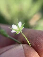 Arenaria