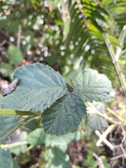 Rubus bifrons
