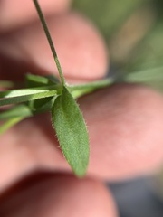 Arenaria