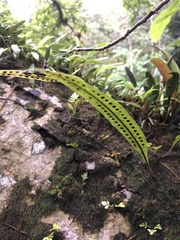 Polypodiaceae