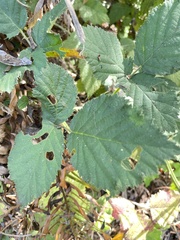 Rubus bifrons