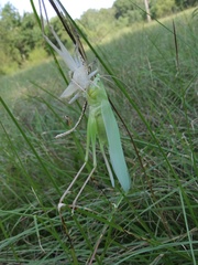 Copiphorini