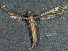 Tasiocera