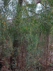 Acacia stricta