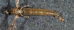 Tasiocera