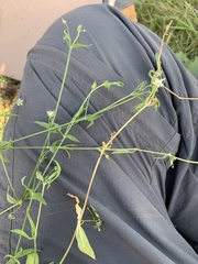 Arenaria