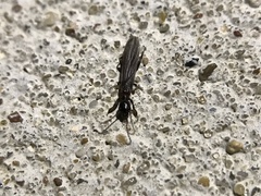 Oligotoma nigra