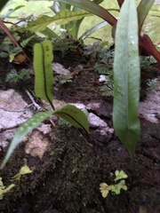 Polypodiaceae