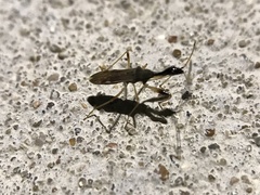 Myodocha serripes