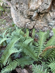 Polypodium appalachianum