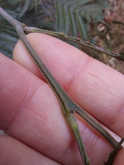 Acacia mearnsii