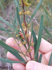 Acacia stricta