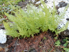 Athyrium americanum