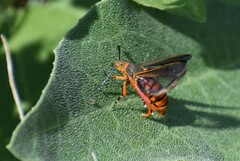 Eichlinia grande
