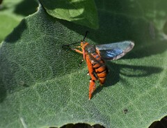 Eichlinia grande