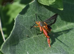 Eichlinia grande