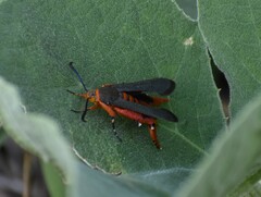 Eichlinia grande