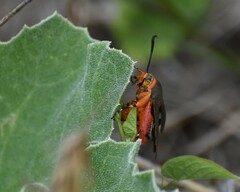 Eichlinia grande