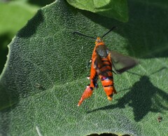 Eichlinia grande